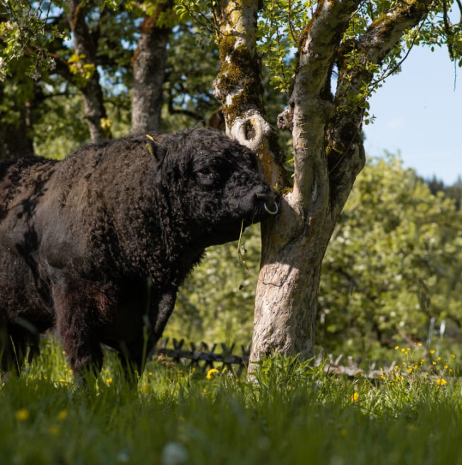 Stier auf der Weide am BIO-Bauernhof Lutzmannhof in Irdning, Steiermark