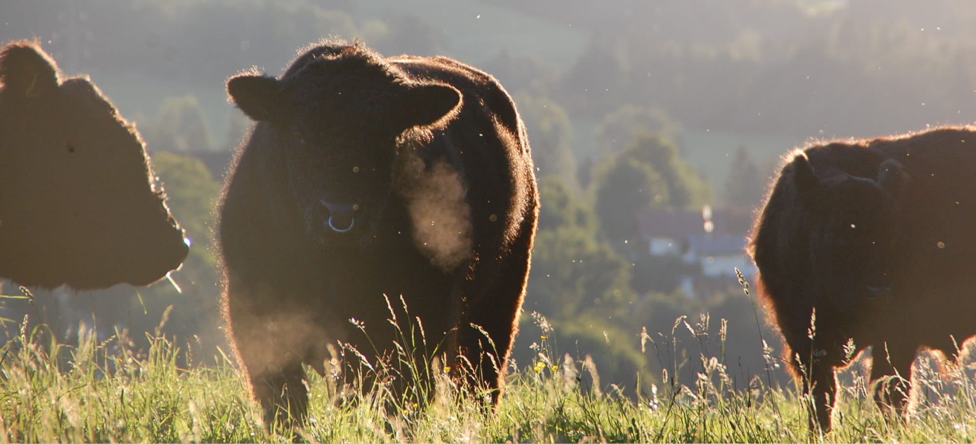 Kühe auf der Weide am Bauernhof Lutzmannhof in Irdning, Österreich